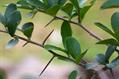 Dovyalis caffra